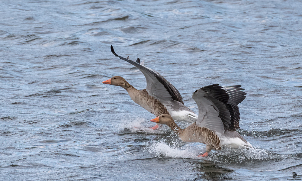 Ente-1