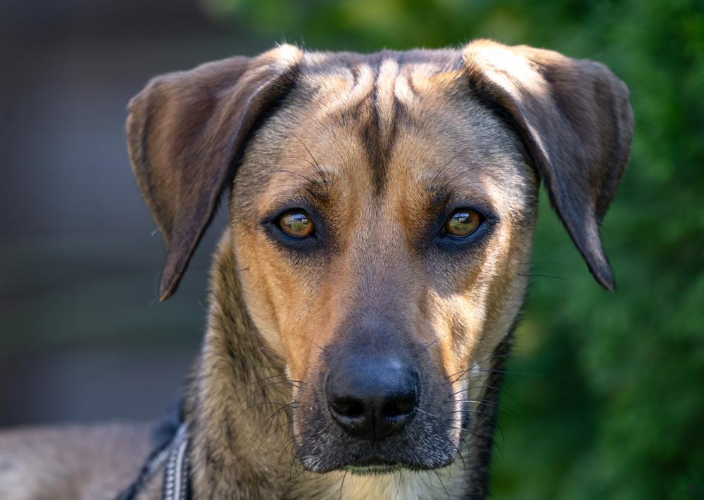 Hund-1
