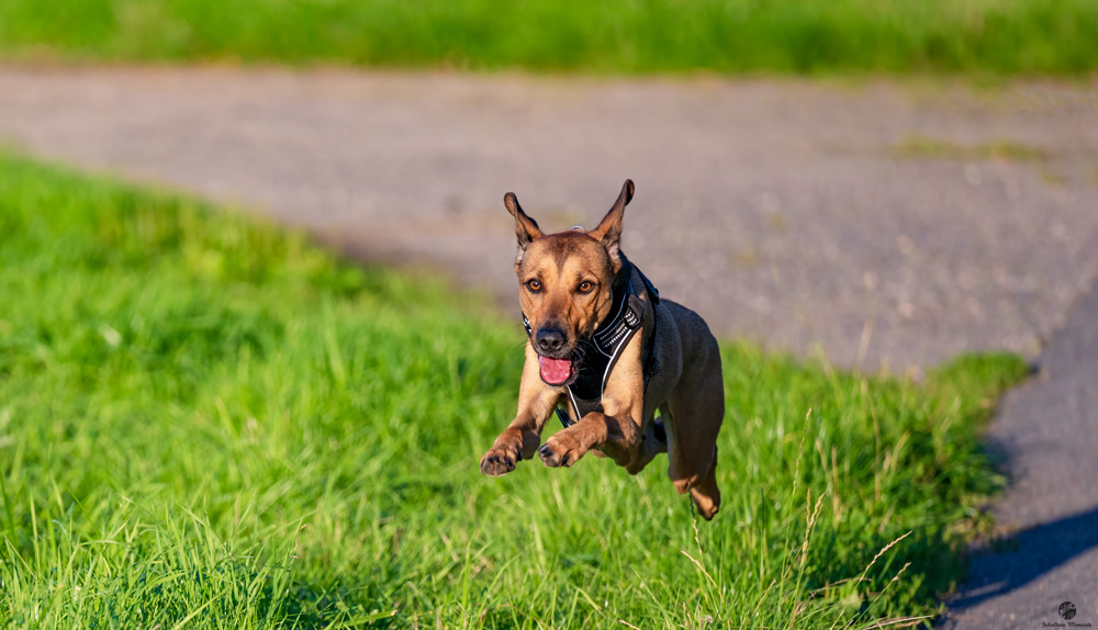 Hund-2