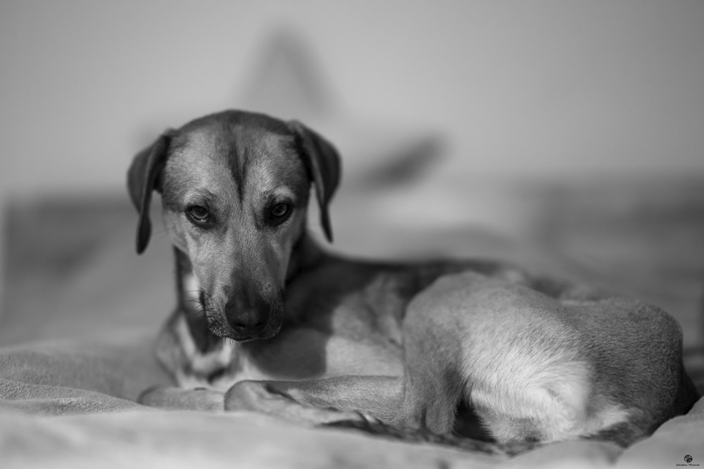 Hund-3