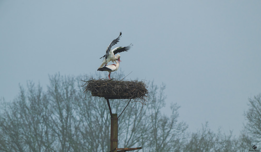 Vogel-Storch1