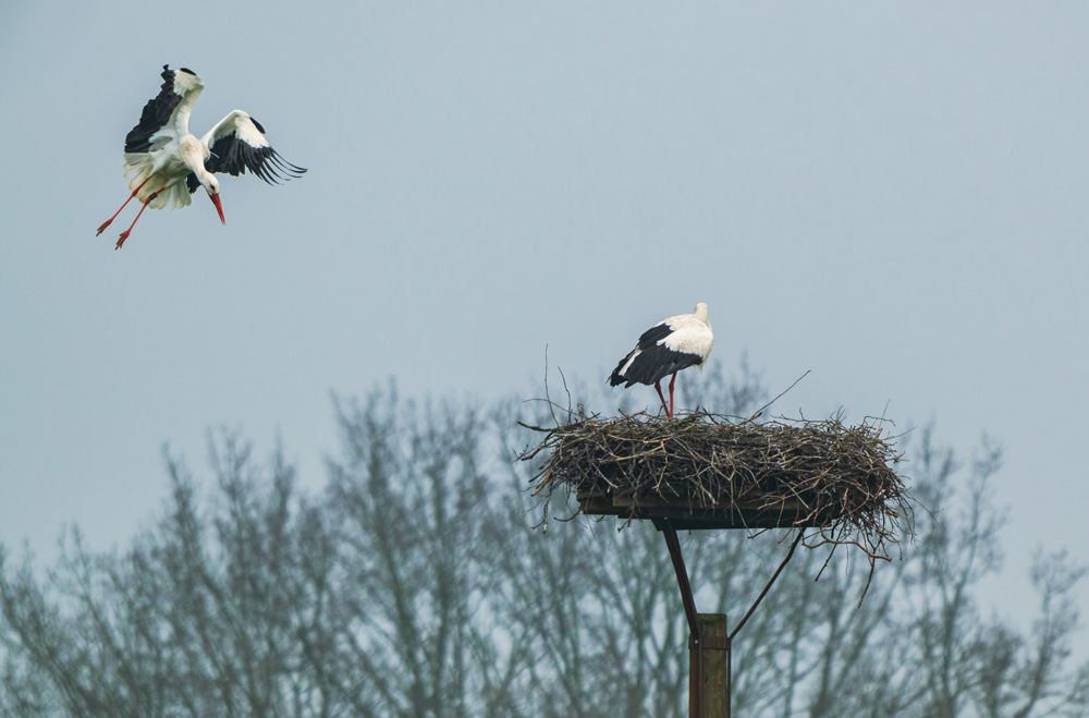 Vogel-Storch2