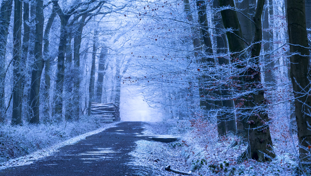Wald-winter-1
