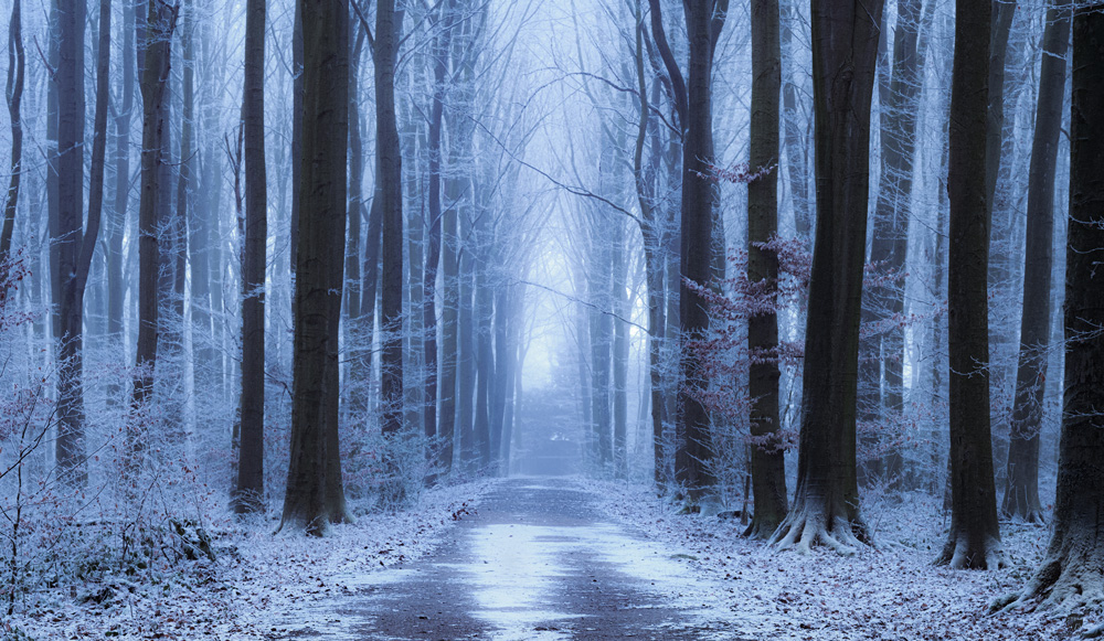 Wald-winter