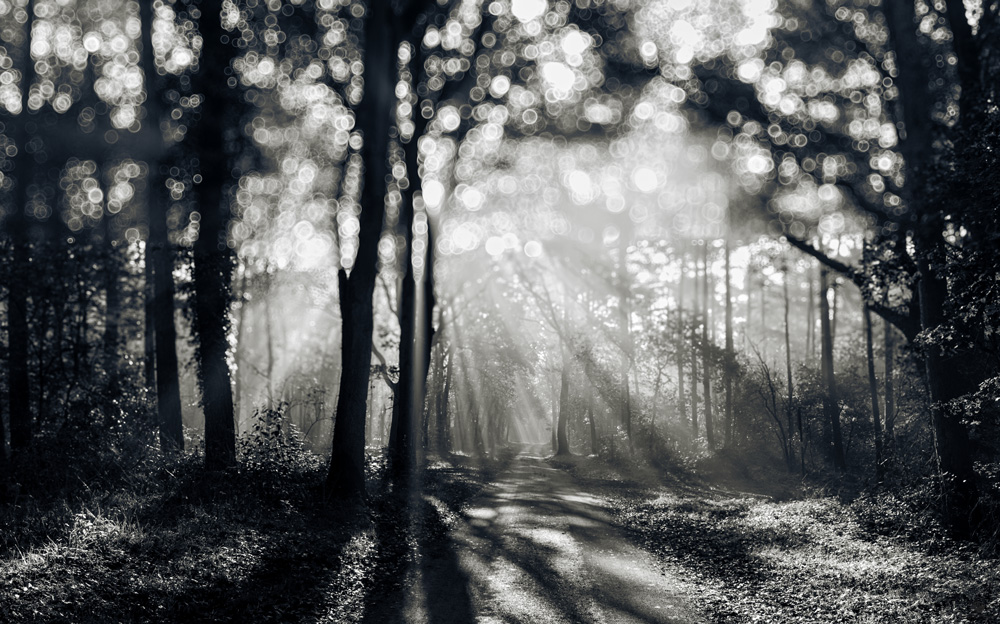 Wald