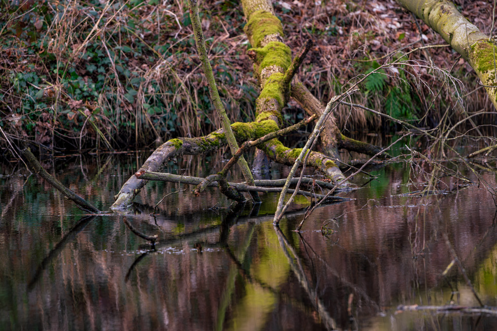 Wald1