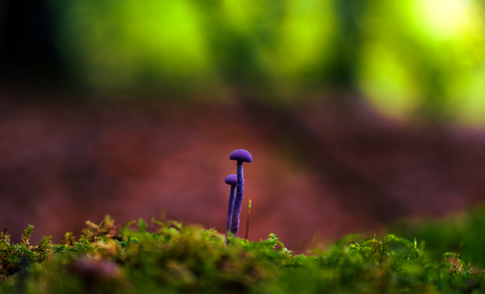 Waldpilz