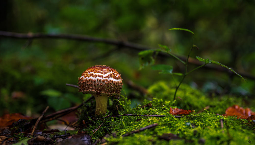 Waldpilz1