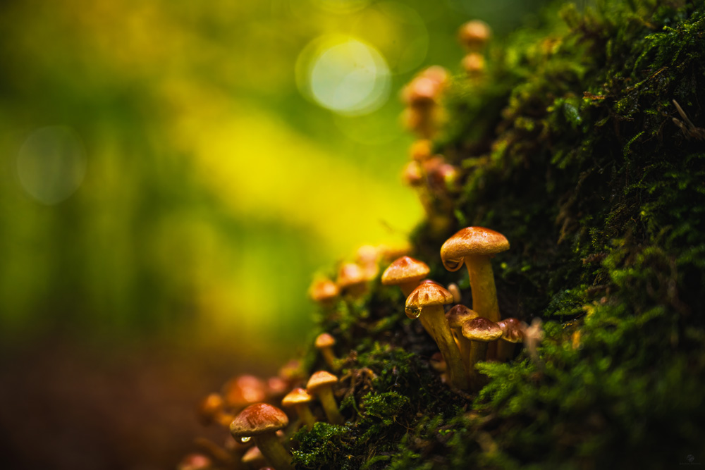 Waldpilz2