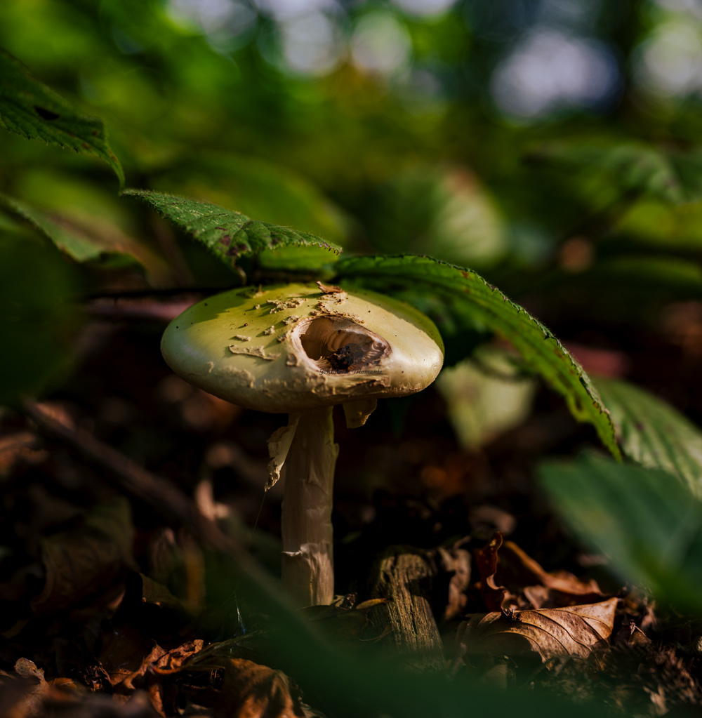 pilz